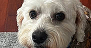 Charlie is registered to the contest to win money with this photo: dog, white_dog, fluffy, pet, portrait, close_up, brown_eyes, black_nose, collar, camouflage_coat, clothing, indoor, wooden_floor, gray_carpet, sitting, looking_at_camera, cute, furry, companion_animal, photography