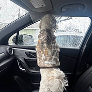 Charlie joined the competition — help win amazing prizes! dog, small_dog, white_dog, pet, animal, camouflage_clothing, dog_jacket, standing, car, car_interior, passenger_seat, rain, raindrops, window, vehicle, outdoors, wet_weather, fluffy_fur, rear_view, funny