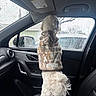 dog, small_dog, white_dog, pet, animal, camouflage_clothing, dog_jacket, standing, car, car_interior, passenger_seat, rain, raindrops, window, vehicle, outdoors, wet_weather, fluffy_fur, rear_view, funny