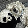 Charlie joined the competition — help win amazing prizes! dog, stuffed_animal, panda, cuddling, bed, bedding, sleeping, cozy, pet, companion, toy, plush, white_fur, collar, indoors, portrait, close_up, black_and_white, relaxed, snuggling