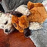 Charlie joined the competition — help win amazing prizes! dog, puppy, stuffed_animal, plush_toy, orange_toy, white_fur, fluffy, lying_down, upside_down, pet, toy, playful, indoor, hardwood_floor, rug, blanket, game_controller, cozy, close_up, funny