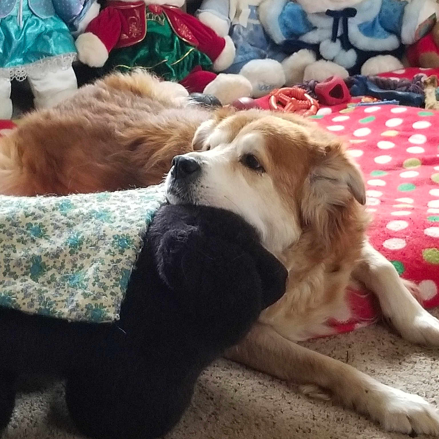 Snuggle joined the competition — help win amazing prizes! carnivoran, companion_dog, dog, dog_breed, dog_breed_group, dog_like_mammal, golden_retriever, labrador_retriever, puppy, retriever, snout, sporting_group