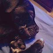 Bear is registered to the contest to win money with this photo: dog, puppy, sleeping, paw, paw_pad, closeup, bed, blanket, snout, whiskers, black_fur, fur, indoor, bedroom, dresser, furniture, cozy, resting, pet, nap