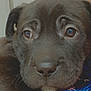 puppy, dog, close_up, black_dog, pet, animal, cute, face, nose, eyes, furry, young_dog, domestic_animal, portrait, looking, adorable, companion, closeup, canine, friend