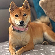 Vanie a rejoint le concours — aidez-le/la à gagner de superbes lots ! dog, shiba_inu, pet, animal, indoor, blanket, couch, collar, brown_fur, paw_prints, relaxed, cute, canine, fur, ears, tail, nose, whiskers, domestic_animal, portrait