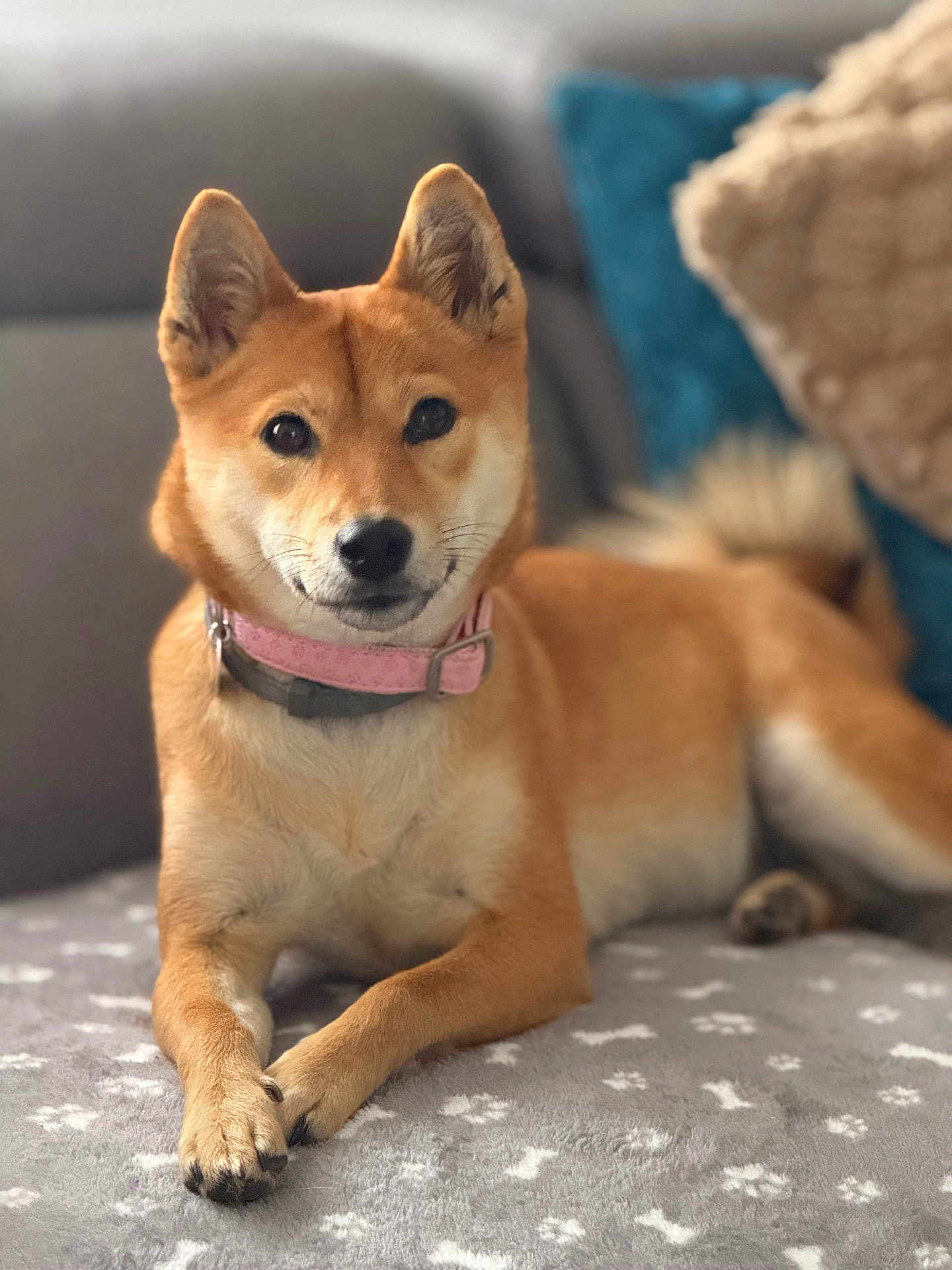 Vanie a rejoint le concours — aidez-le/la à gagner de superbes lots ! dog, shiba_inu, pet, animal, indoor, blanket, couch, collar, brown_fur, paw_prints, relaxed, cute, canine, fur, ears, tail, nose, whiskers, domestic_animal, portrait