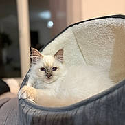 Awa a rejoint le concours — aidez-le/la à gagner de superbes lots ! cat, fluffy, white, pet, bed, cozy, indoor, cute, animal, feline, relaxed, soft, comfort, resting, domestic, fur, ears, eyes, home, sleepy