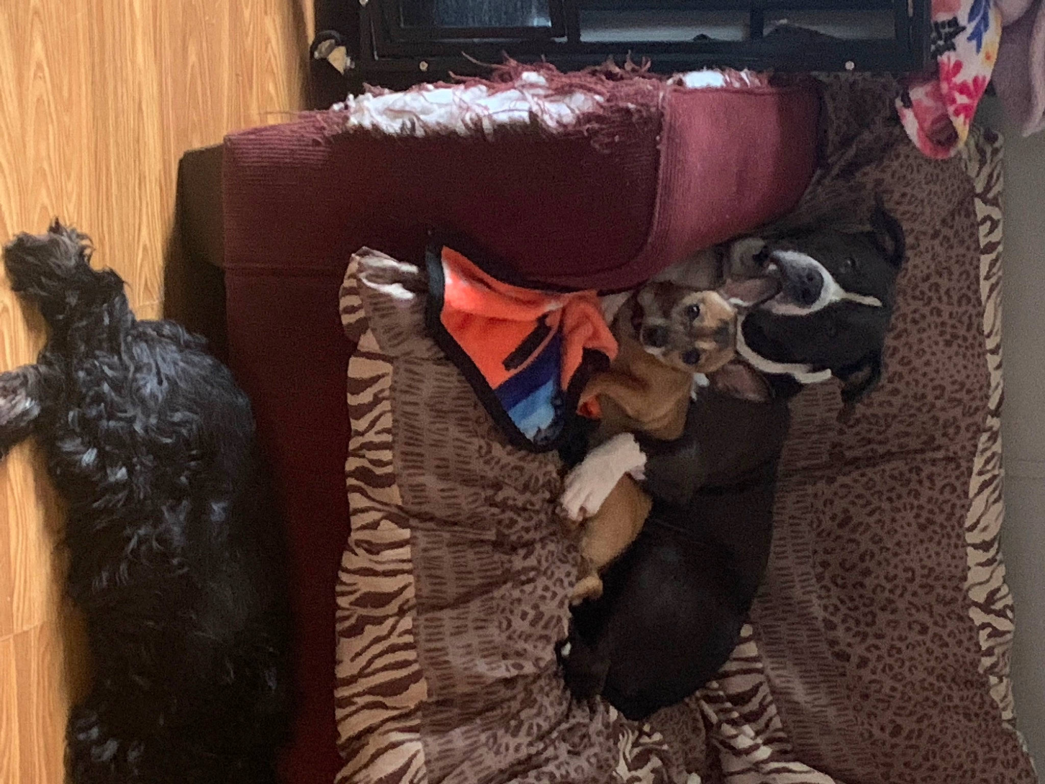 King Henry joined the competition — help win amazing prizes! carmine, fashion_design, flesh, formal_wear, fur, leather, magenta, metal, natural_material, room, sitting, street_fashion, suit, tradition, tree, visual_arts, wood