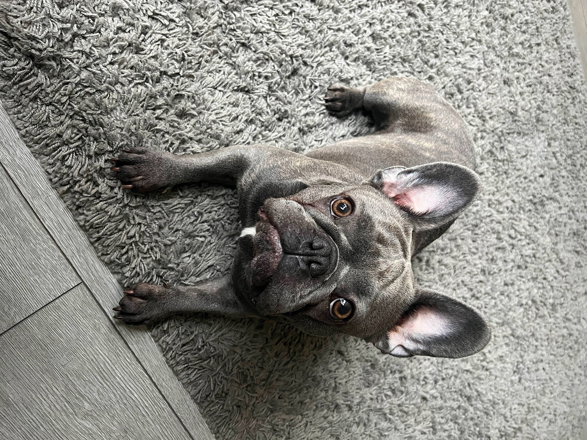 Nova joined the competition — help win amazing prizes! asphalt, black_cat, carnivore, cat, claw, dog_breed, domestic_short_haired_cat, fawn, felidae, flooring, foot, fur, grey, paw, road_surface, small_to_medium_sized_cats, sporting_group, tail, whiskers, working_animal