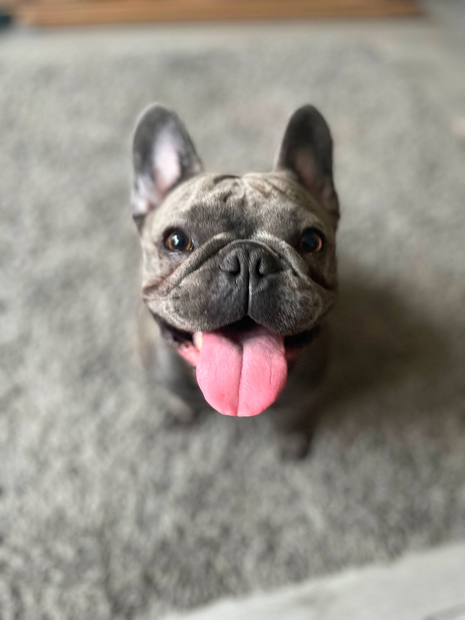 Nova is registered to the contest to win money with this photo: bulldog, canidae, carnivore, collar, comfort, companion_dog, dog, dog_breed, dog_collar, ear, fawn, felidae, non_sporting_group, snout, sporting_group, terrestrial_animal, toy_dog, whiskers, working_animal, wrinkle