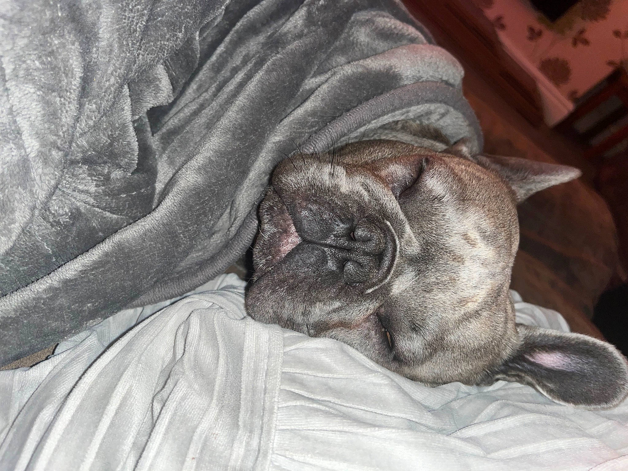 Nova joined the competition — help win amazing prizes! bored, canidae, carnivore, comfort, companion_dog, dog, dog_breed, fawn, fur, grey, linens, liver, pug, sporting_group, terrestrial_animal, toy_dog, whiskers, wood, working_animal, wrinkle