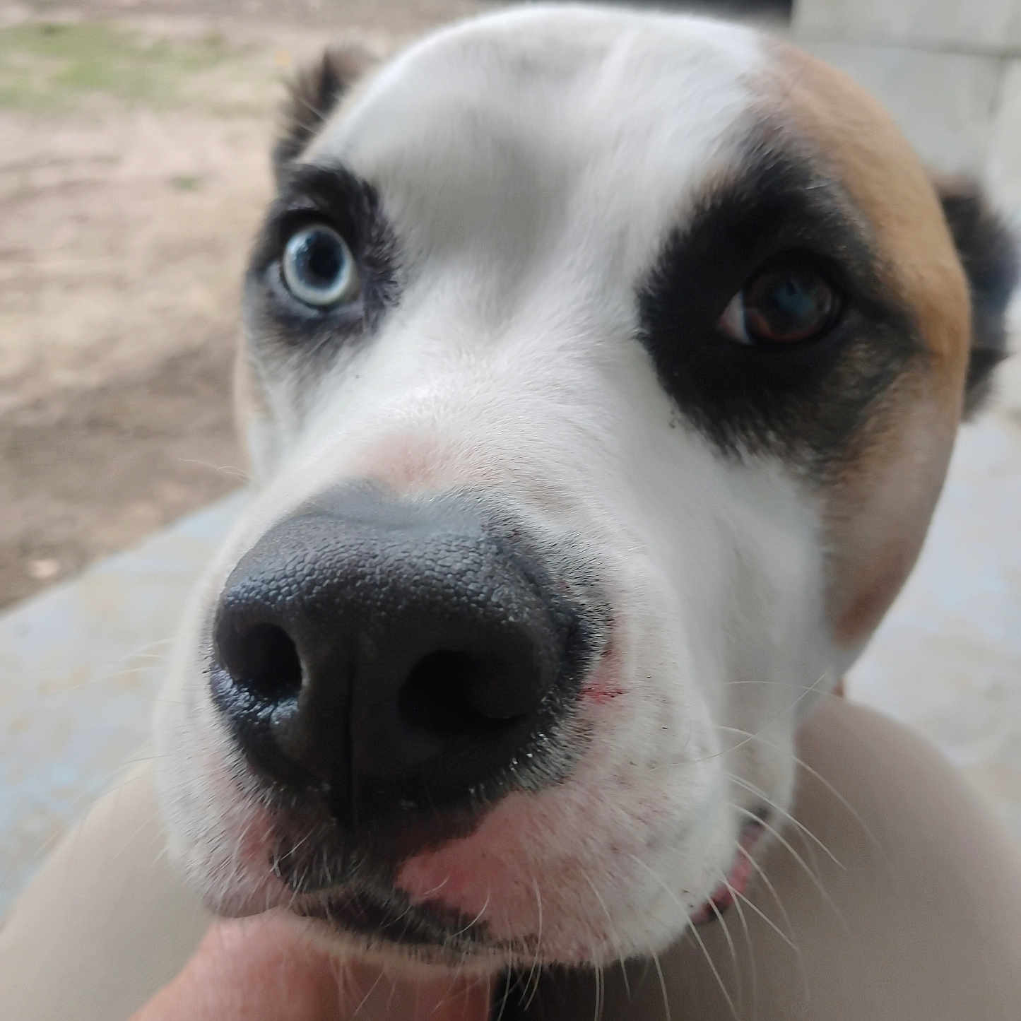 Loki joined the competition — help win amazing prizes! alloywheel, animal, beagle, bulldog, canine, car, carwheel, dog, hound, husky, labradorretriever, machine, pet, puppy, snout, spoke, tire, transportation, vehicle, wheel