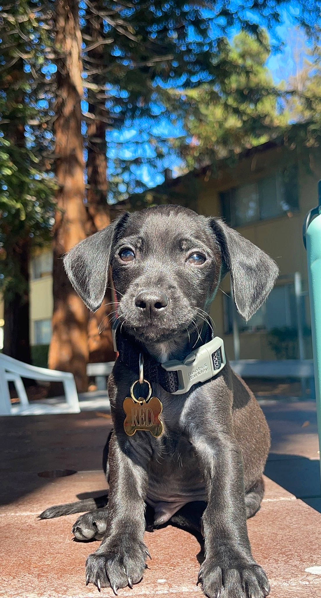 Red joined the competition — help win amazing prizes! canidae, carnivore, collar, companion_dog, dog, dog_breed, dog_collar, dog_supply, fawn, fur, leash, liver, outdoor_furniture, pet_supply, snout, sporting_group, terrestrial_animal, tree, whiskers, working_animal