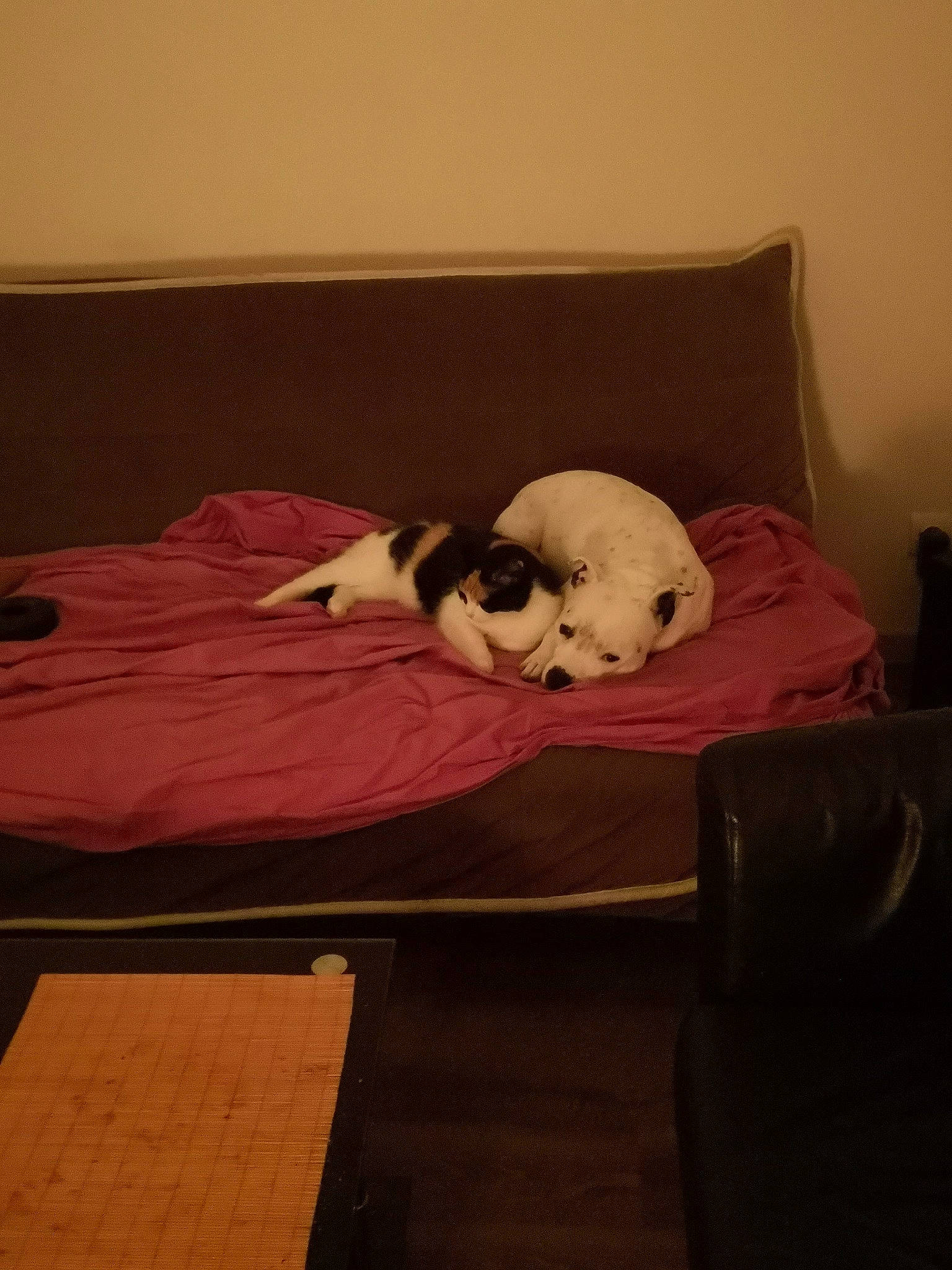 Minette participe au concours pour gagner de l'argent avec cette photo : bed, bed_sheet, bichon, canidae, carnivore, dog, dog_breed, furniture, hardwood, non_sporting_group, puppy, room