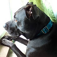 Vinny is registered to the contest to win money with this photo: dog, black_dog, collar, blue_collar, window, windowsill, paws, indoor, pet, animal, looking_out, side_profile, curtain, green_curtain, resting, thoughtful, natural_light, close_up, canine, domestic_animal