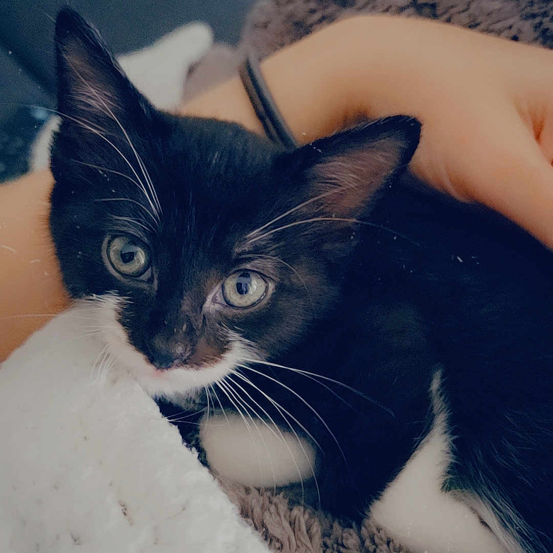 Tabitha joined the competition — help win amazing prizes! abyssinian, animal, bed, bedroom, blackcat, blanket, cat, couch, furniture, indoors, kitten, manx, pet, room, siamese, towel