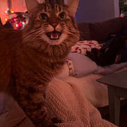 Maizi joined the competition — help win amazing prizes! cat, feline, pet, indoor, cozy, blanket, couch, living_room, meowing, surprised, whiskers, paw, fur, portrait, low_light, warm_lighting, holiday_lights, home_decor, phone_interface, video_timeline