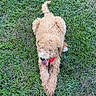 dog, golden_doodle, curly_fur, tongue_out, red_collar, grass, green_lawn, outdoor, pet, animal, canine, playful, summer, resting, fluffy, cute, nature, fur, tongue, lying_down