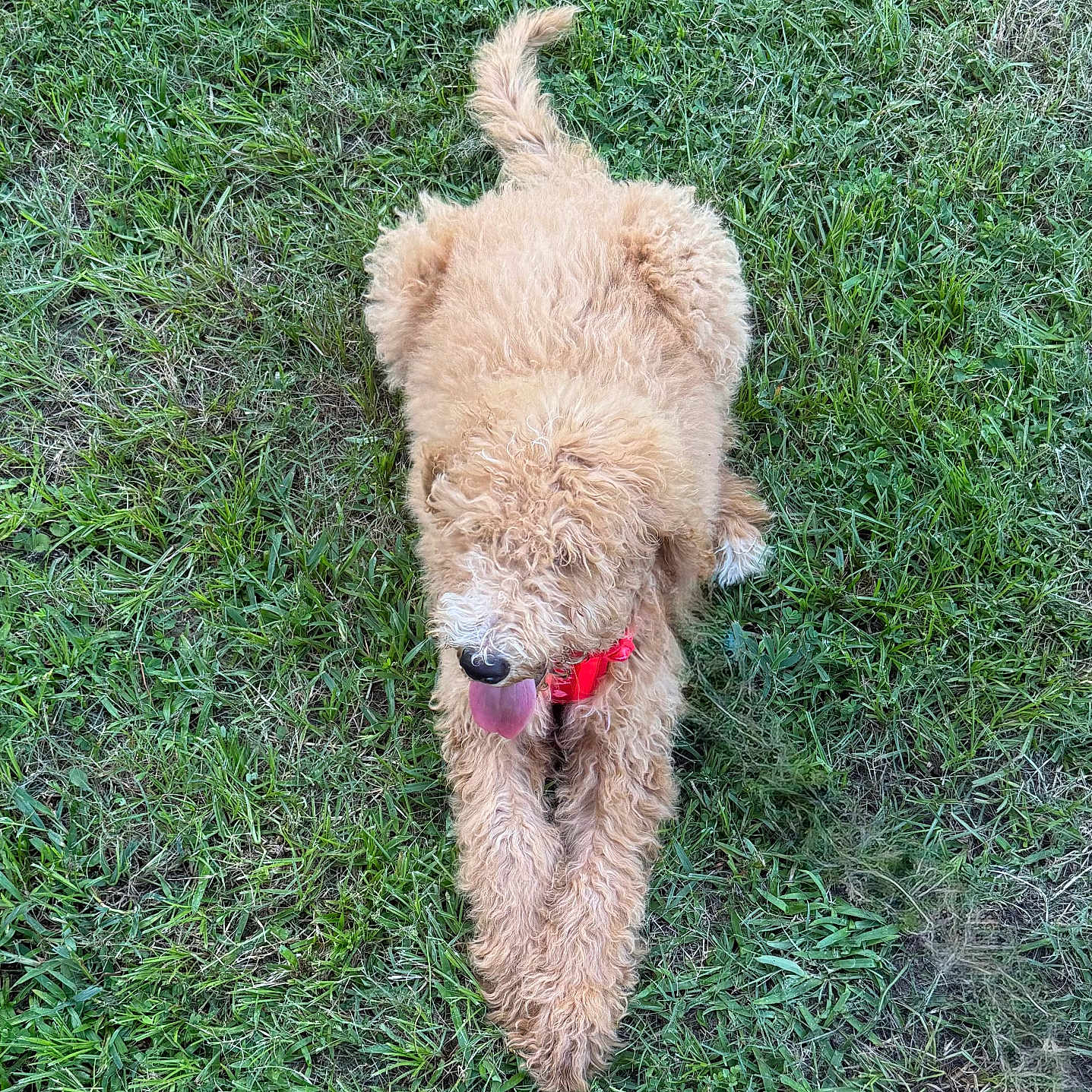 Delilah