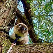 Siggy a rejoint le concours — aidez-le/la à gagner de superbes lots ! cat, siamese_cat, tree, branch, leash, harness, outdoor, nature, green_leaves, sky, fur, animal, pet, curious, closeup, daylight, whiskers, climbing, mammal, young