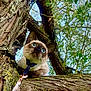 cat, siamese_cat, tree, branch, leash, harness, outdoor, nature, green_leaves, sky, fur, animal, pet, curious, closeup, daylight, whiskers, climbing, mammal, young