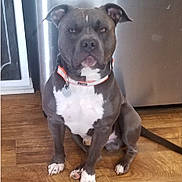 Ruger joined the competition — help win amazing prizes! appliance, black_and_white, collar, dog, front_view, home, indoor, kitchen, leash, pet, phone_screenshot, pit_bull, portrait, serious_expression, short_hair, sitting, white_chest, white_paws, window, wood_floor