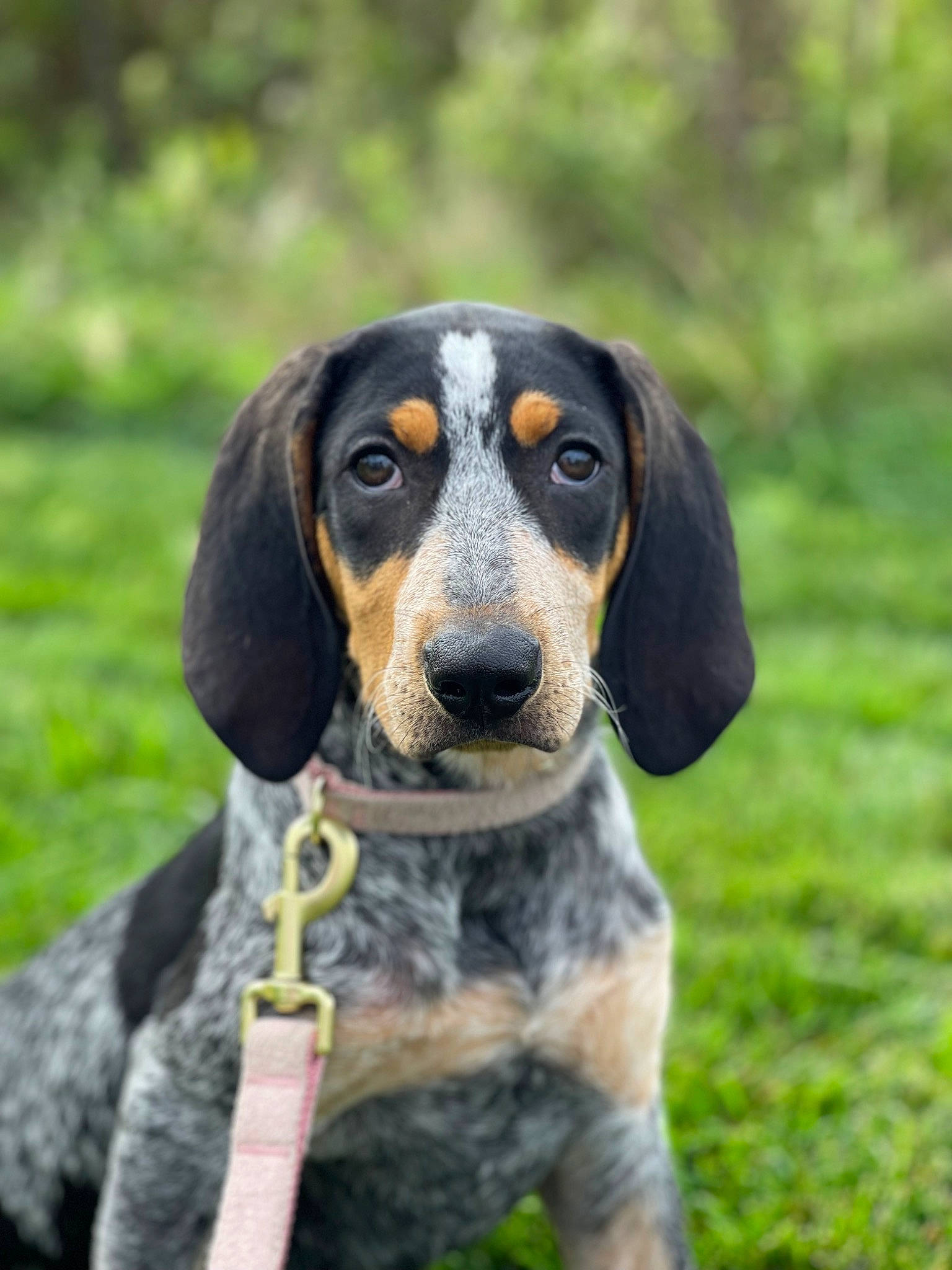 Lucy joined the competition — help win amazing prizes! canidae, carnivore, circle, companion_dog, dog, dog_breed, grass, hound, hunting_dog, scent_hound, snout, sporting_group, terrestrial_animal, whiskers, working_animal