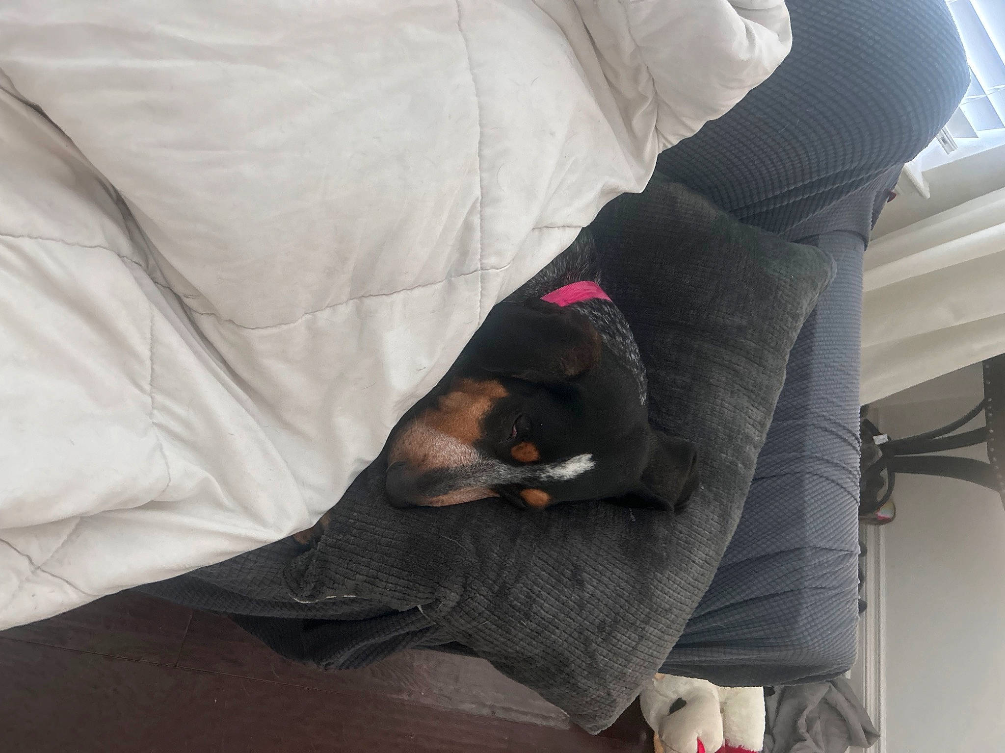 Lucy joined the competition — help win amazing prizes! canidae, carnivore, comfort, companion_dog, couch, dog, dog_breed, fur, head_restraint, linens, nap, non_sporting_group, room, sporting_group, textile, vehicle_door, working_animal