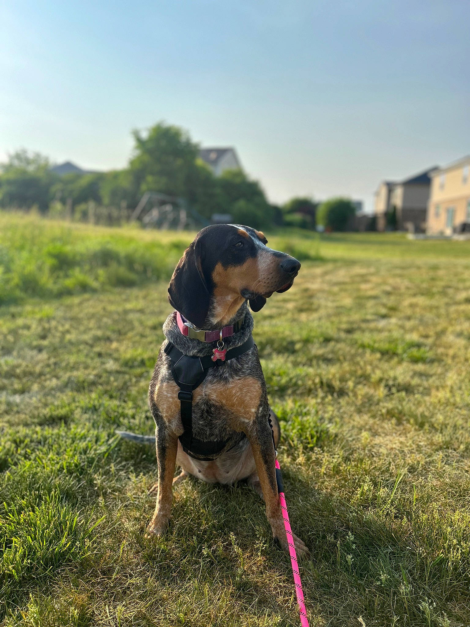 Lucy is registered to the contest to win money with this photo: canidae, carnivore, collar, companion_dog, dog, dog_breed, dog_collar, fashion_accessory, fawn, grass, grassland, guard_dog, leash, plant, sky, snout, sporting_group, sunlight, tree, working_animal