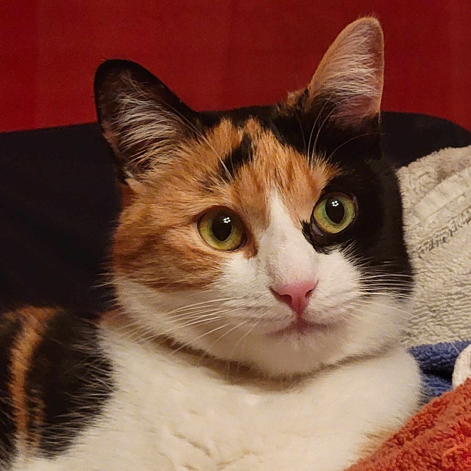 Tia