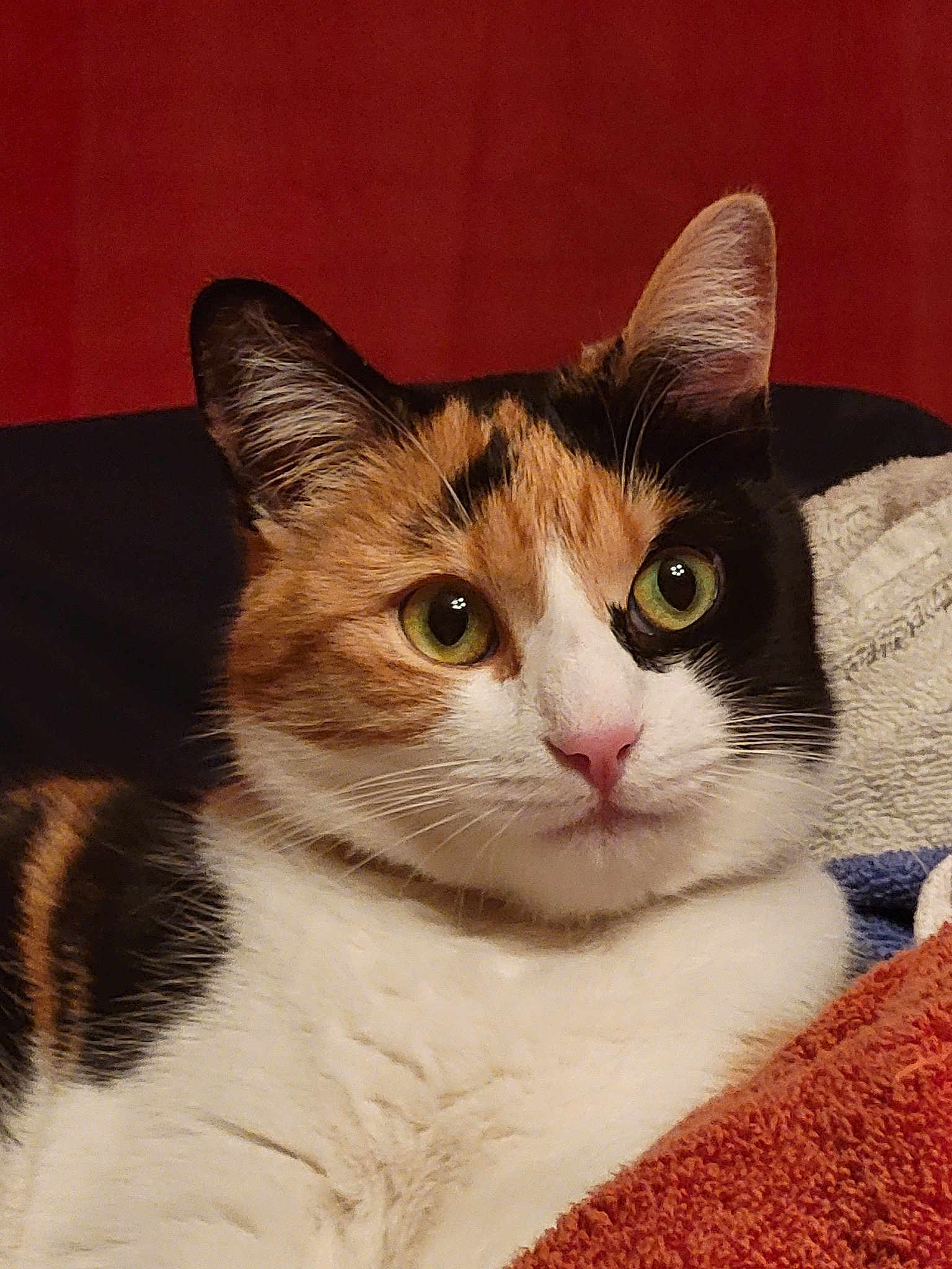 Tia