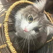 Bruce joined the competition — help win amazing prizes! animal, basket, cat, closeup, cozy, curious, cute, domestic_animal, ears, eyes, feline, fur, indoor, looking_up, pet, pink_nose, portrait, texture, whiskers, wicker