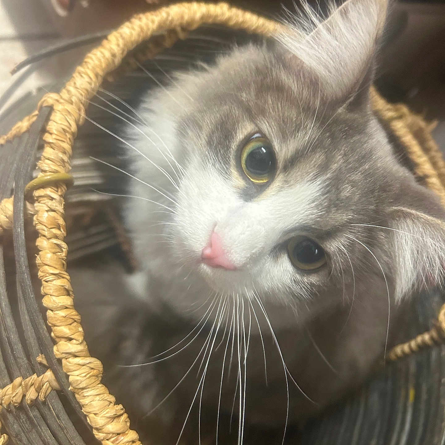 Bruce