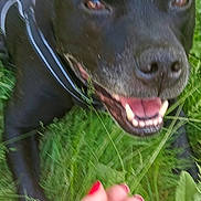 Marley a rejoint le concours — aidez-le/la à gagner de superbes lots ! animal, black_dog, canine, closeup, collar, daisy, dog, flower, friendly, grass, greenery, hand, happy, nature, outdoor, panting, pet, playful, red_nail_polish, summer