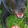 animal, black_dog, canine, closeup, collar, daisy, dog, flower, friendly, grass, greenery, hand, happy, nature, outdoor, panting, pet, playful, red_nail_polish, summer
