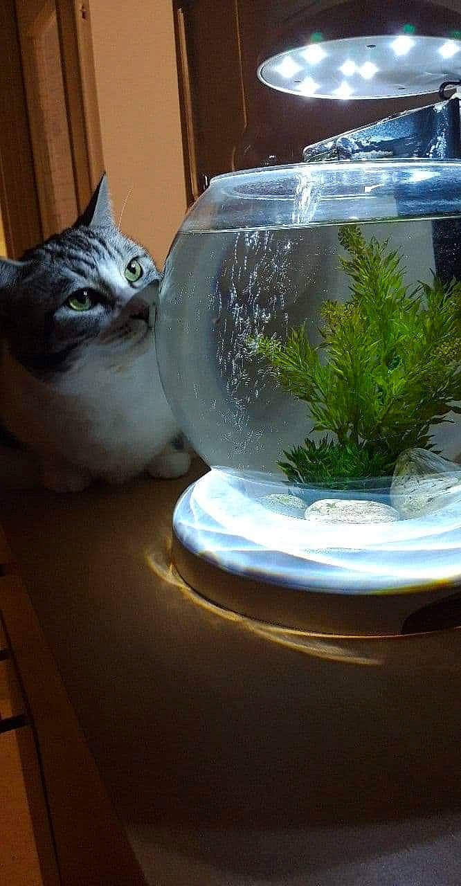 Violleta participe au concours pour gagner de l'argent avec cette photo : aquarium, aquatic_plant, bowl, carnivore, cat, domestic_short_haired_cat, european_shorthair, felidae, flowerpot, glass, grass, herb, houseplant, plant, small_to_medium_sized_cats, table, whiskers