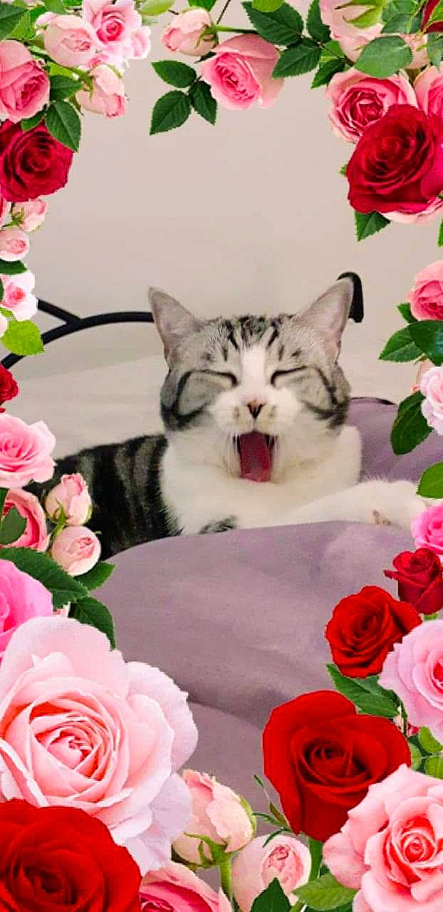 Violletta a rejoint le concours — aidez-le/la à gagner de superbes lots ! carnivore, cat, cut_flowers, felidae, flower, flowering_plant, garden_roses, kitten, petal, pink, plant, rose, rose_family, rose_order, small_to_medium_sized_cats, valentines_day, whiskers