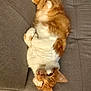 Cacahuète a rejoint le concours — aidez-le/la à gagner de superbes lots ! cat, couch, cozy, cute, domestic_cat, feline, fluffy, fur, gray_couch, home, indoor, lying_down, orange_cat, paws, pet, relaxed, resting, sleepy, upside_down, white_cat