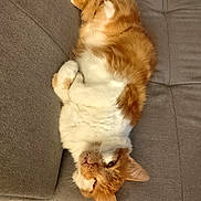 Cacahuète participe au concours pour gagner de l'argent avec cette photo : cat, couch, cozy, cute, domestic_cat, feline, fluffy, fur, gray_couch, home, indoor, lying_down, orange_cat, paws, pet, relaxed, resting, sleepy, upside_down, white_cat