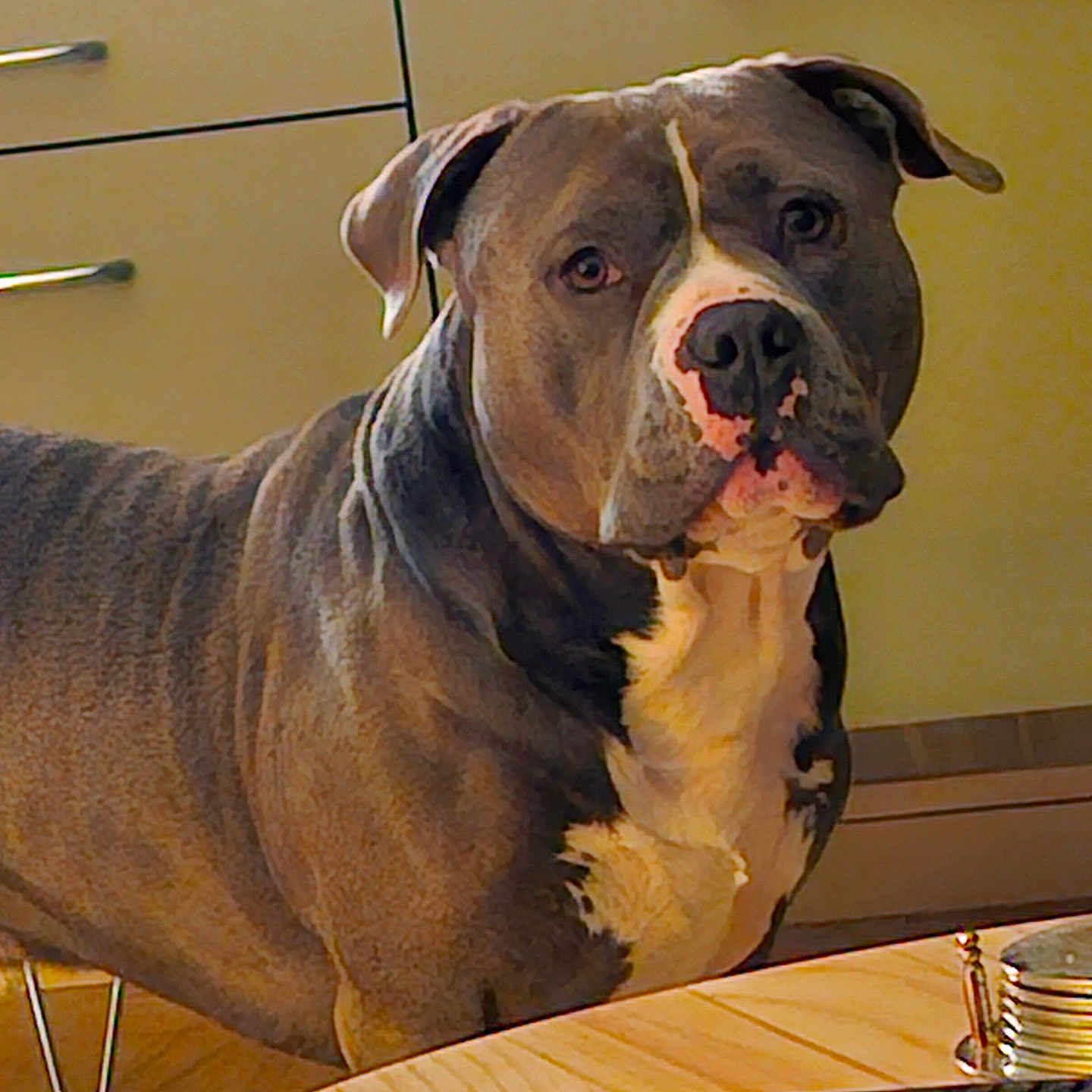 Vegas participe au concours pour gagner de l'argent avec cette photo : brown, cabinet, canine, dog, domestic, ears, eyes, floor, fur, indoor, kitchen, metal_container, mouth, nose, pet, remote_control, table, waiting, white, wooden_table