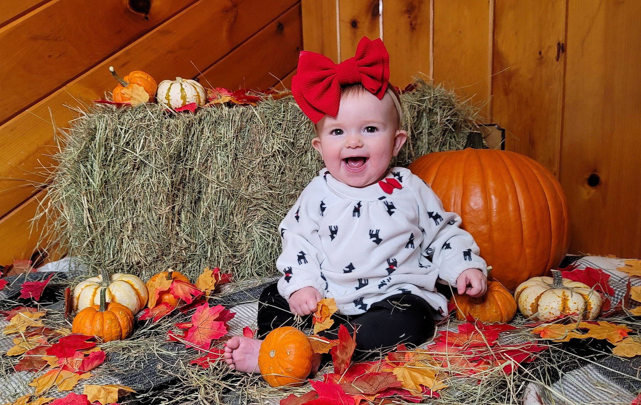 Aelin is registered to the contest to win money with this photo: baby_toddler_clothing, calabaza, couch, cucurbita, eye, gourd, grass, happy, hat, headwear, human_body, natural_foods, orange, person, plant, pumpkin, smile, squash, toddler, vegetable