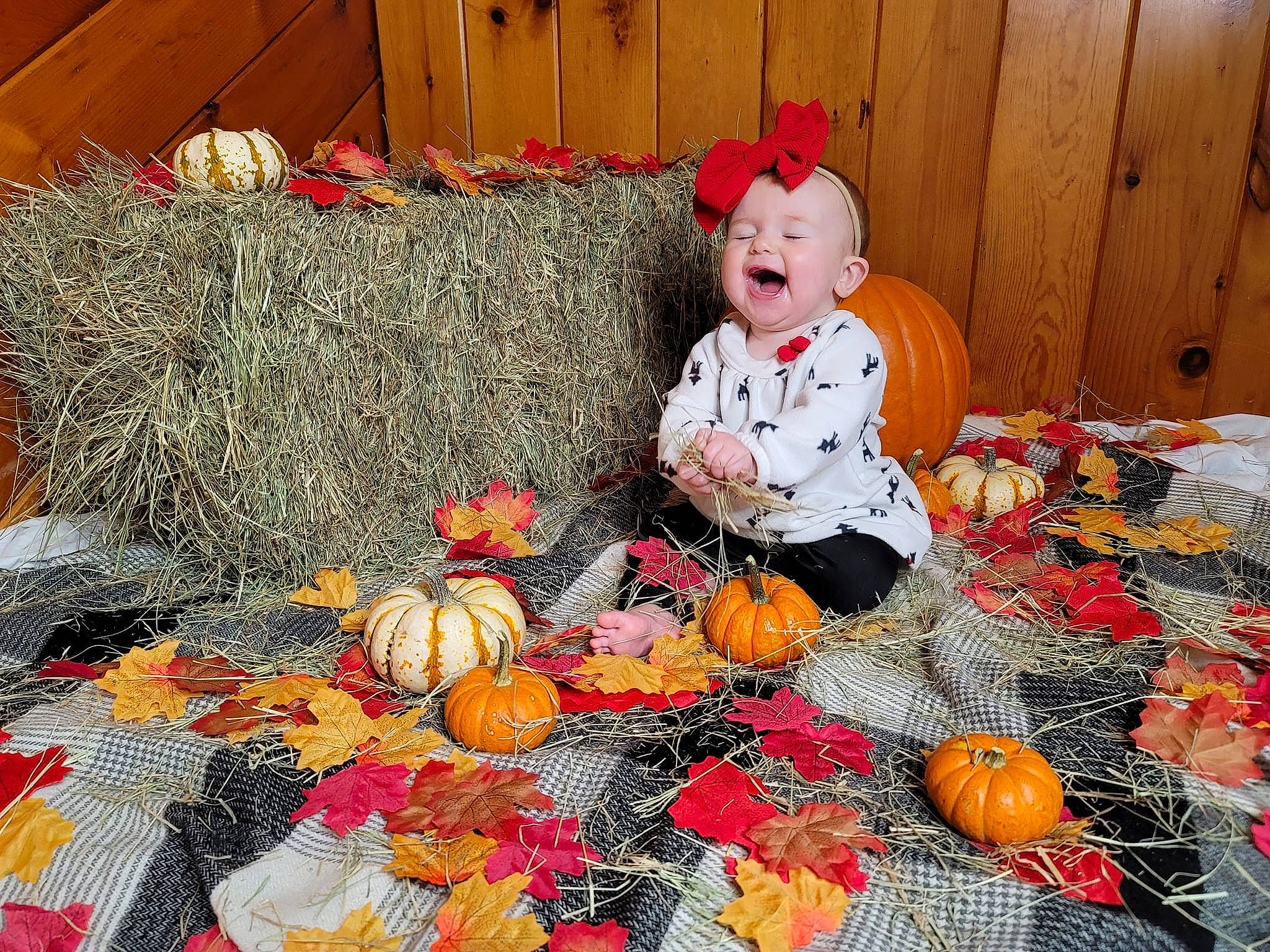 Aelin joined the competition — help win amazing prizes! baby_toddler_clothing, calabaza, child, cucurbita, event, gourd, holiday, local_food, natural_foods, orange, person, plant, produce, pumpkin, squash, thanksgiving, toddler, tradition, vegetable, whole_food