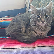 Minnie joined the competition — help win amazing prizes! blanket, cat, cozy, curled_up, cute, domestic_animal, ears, feline, fluffy, gray_tabby, indoor, kitten, looking, pet, pillow, resting, striped_blanket, tail, whiskers, young_cat