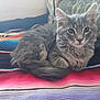 blanket, cat, cozy, curled_up, cute, domestic_animal, ears, feline, fluffy, gray_tabby, indoor, kitten, looking, pet, pillow, resting, striped_blanket, tail, whiskers, young_cat