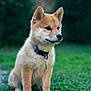 shiba_inu, puppy, dog, grass, collar, tag, outdoor, nature, pet, canine, animal, young, fur, ears, snout, sitting, greenery, blurred_background, cute, alert