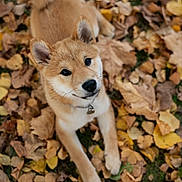 Kasih participe au concours pour gagner de l'argent avec cette photo : dog, puppy, shiba_inu, autumn, fall_leaves, outdoor, nature, cute, pet, animal, leaf_litter, brown, yellow, playful, collar, fur, looking_up, small_dog, adorable, lying_down