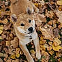 dog, puppy, shiba_inu, autumn, fall_leaves, outdoor, nature, cute, pet, animal, leaf_litter, brown, yellow, playful, collar, fur, looking_up, small_dog, adorable, lying_down