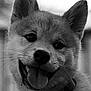 dog, puppy, close_up, black_and_white, tongue_out, ears, collar, pet, animal, cute, happy, fur, face, whiskers, outdoor, portrait, young, canine, friendly, playful