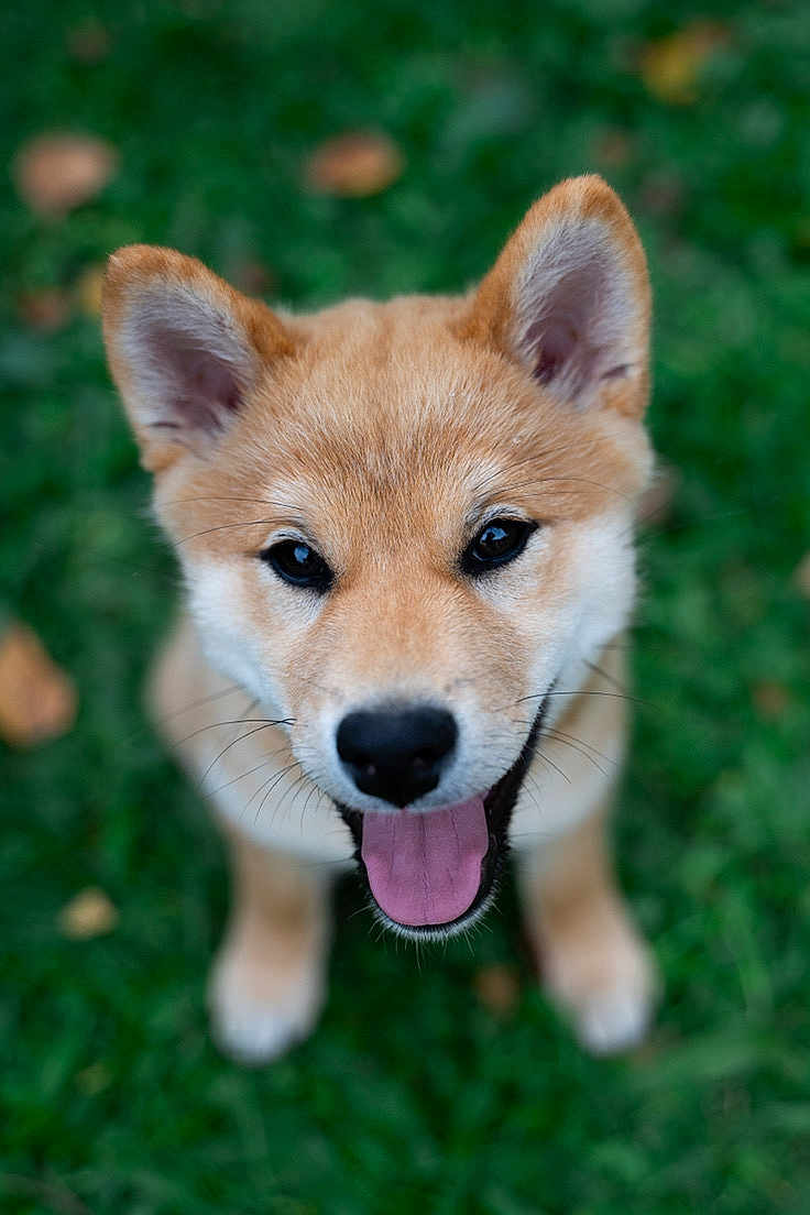 Kasih