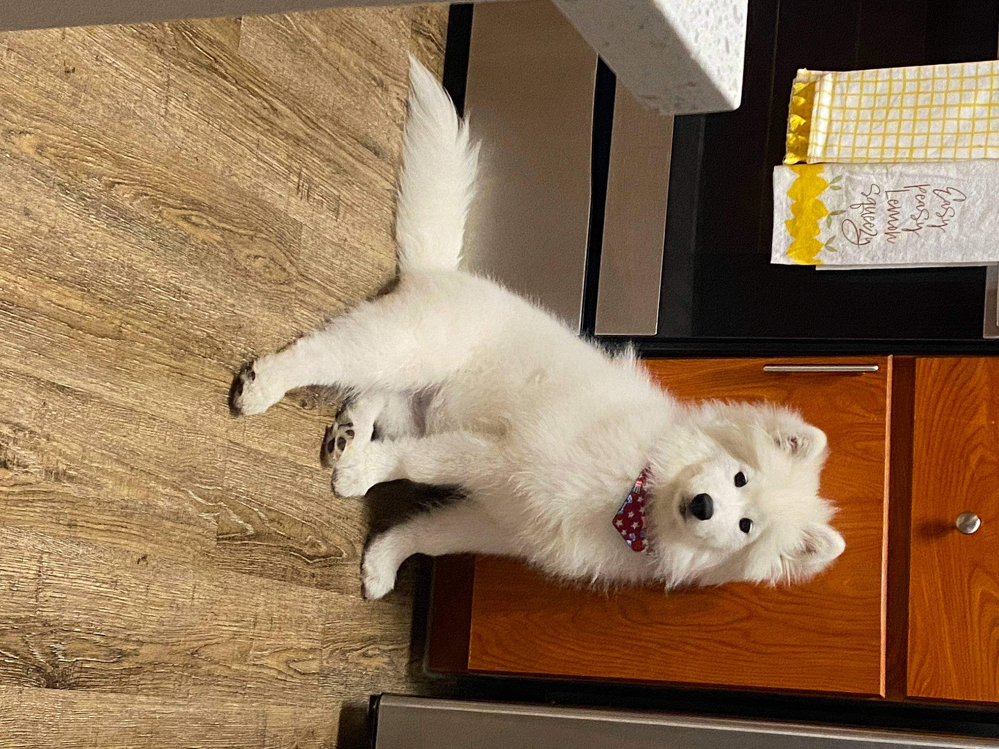 Teddy is registered to the contest to win money with this photo: american_eskimo_dog, canidae, carnivore, companion_dog, dog_breed, fawn, felidae, fur, hardwood, japanese_spitz, paw, samoyed, small_to_medium_sized_cats, spitz, sporting_group, tail, toy_dog, volpino_italiano, whiskers, wood